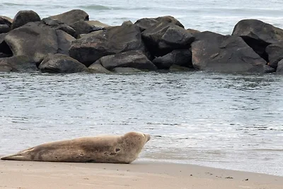 4 Personen Ferienhaus in Hjørring-By Traum