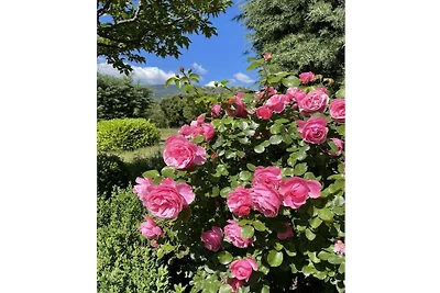 Cerisiers - Rosiers