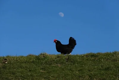 Ferienhaus mit 5 Schlafzimmer