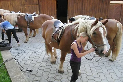 B Vakantie en paardenboerderij Zankl