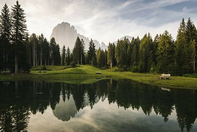 Stella alpina di conforto