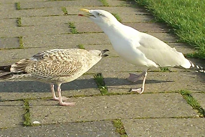 Zonneschijn wintertuin van Carolinensiel...