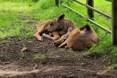 Vakantiehuis met zwembad