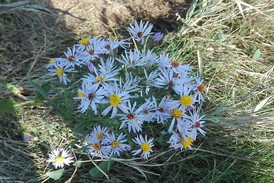 7 Personen Ferienhaus in Bredebro-By Traum