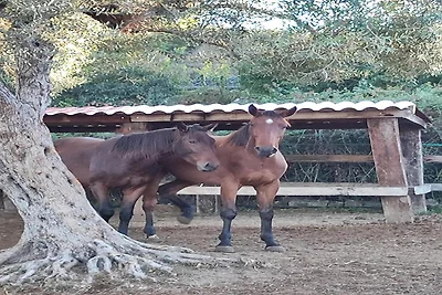 Haus Sogni di Giove mit PRIVATPOOL