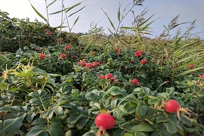 9 persone case ad Hurup Thy-By Traum