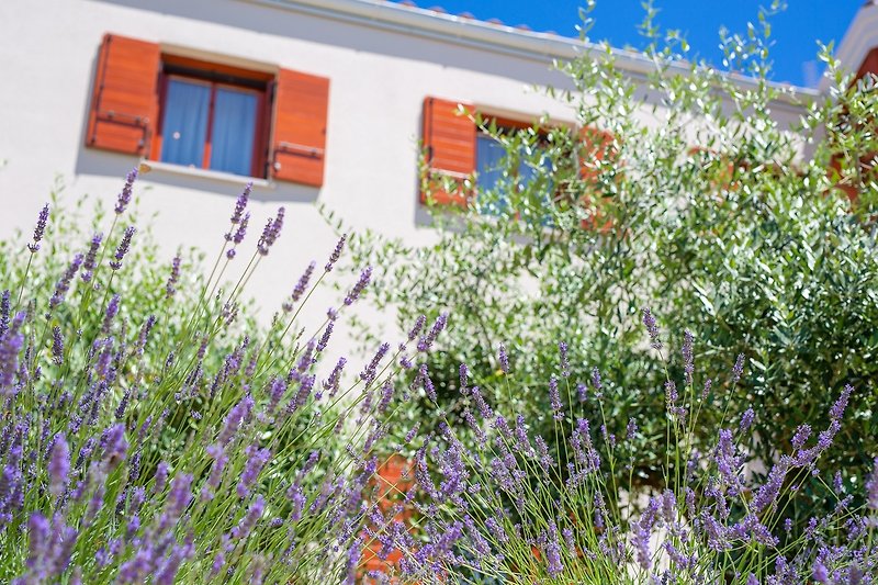 Ein charmantes Haus mit blühenden Pflanzen und lila Akzenten.
