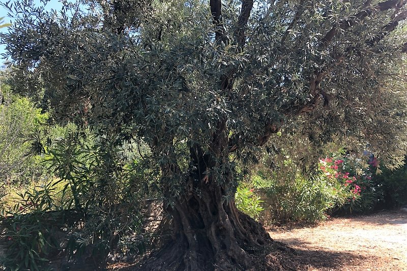 Olive tree over 1,000 years old.