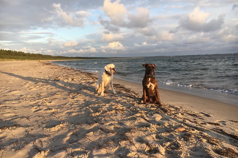 Urlaub mit Hund an der Schaabe (Sandstrand in 270m Entfernung)