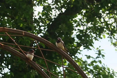 Reetdachkate an der Geltinger Birk