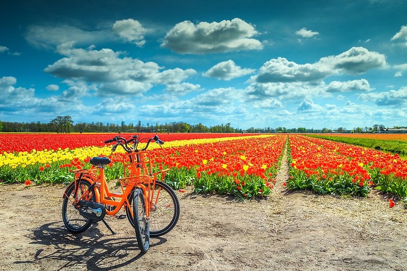 Mit dem Fahrrad zu den Blumenfeldern im April