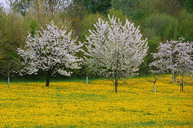 Blühende Kirschbäume bei Bärnfels