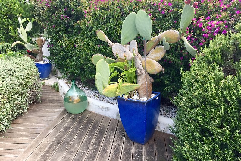 cactus and mediterranean plants