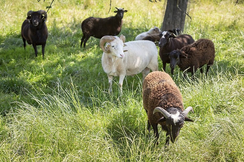 Schafe (brav und kuschelbedürftig)