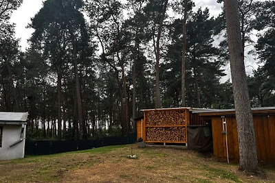 Kiefernblick
