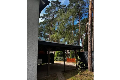 Kiefernblick