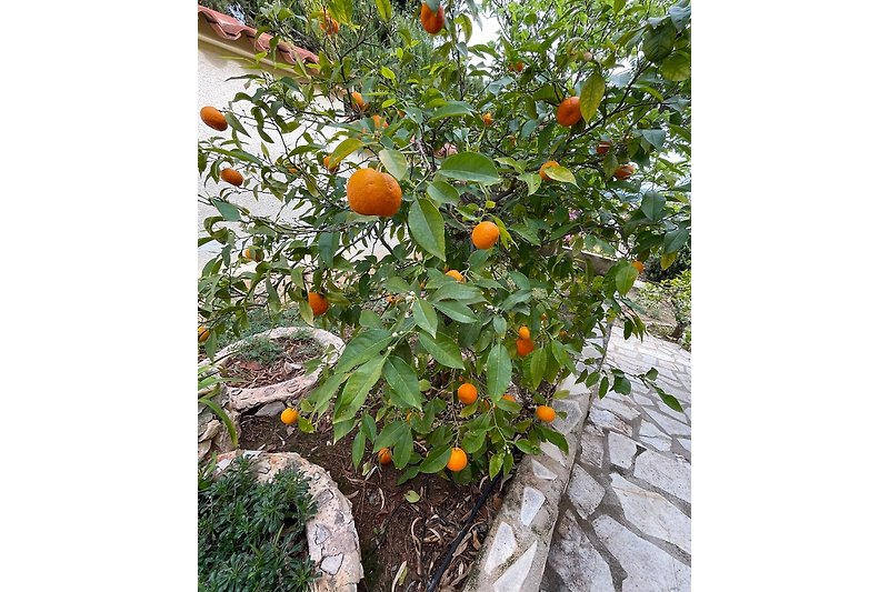 Unsere Orangen
