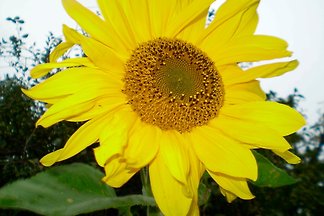 Casa vacanze Vacanza di relax Burg auf Fehmarn