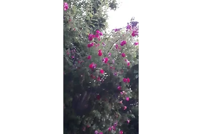 Vakantieappartement Gezinsvakantie Fuhlendorf