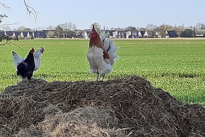 Vakantieappartement Gezinsvakantie Holtriem