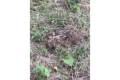 Appartamento Vacanza con famiglia Boltenhagen