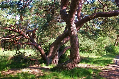 Ferienhaus Windhook F - 4