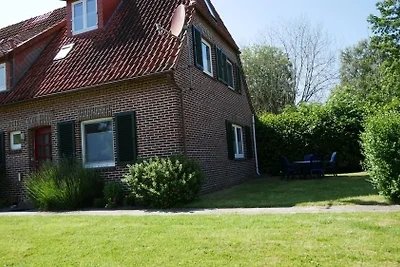 Apart Lachmöwe