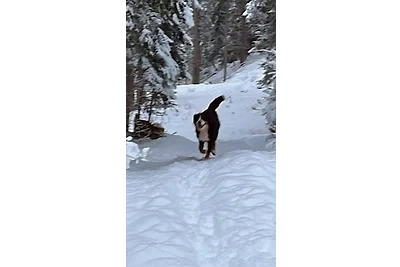 Ferienwohnung Collie