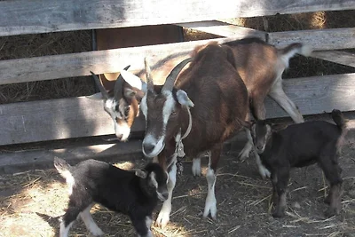 Ferienhof Heidemann (auch 2