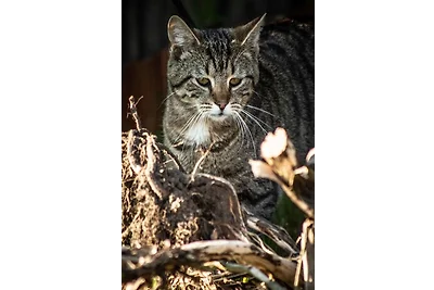 Appartamento Vacanza con famiglia Bastorf