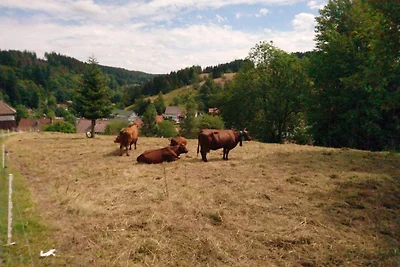 Ferienwohnung Hannah