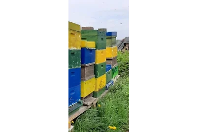 Blaues Haus-Urlaub mit Alpakas oder