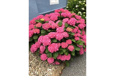 Casa vacanze Vacanza di relax Zeltingen-Rachtig