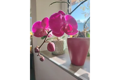Suite Orchidee - SalzkammerNest