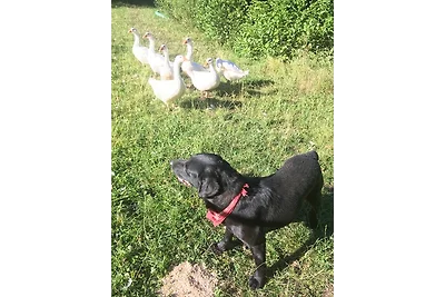 Apartament Dla rodzin Leutershausen