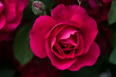 Ferienwohnung Lacherhof