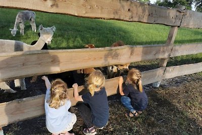 Accommodatie Vakantie op de boerderij Diepholz