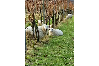 Appartamento Vacanza con famiglia Meisenheim