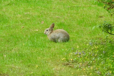 Hof Rüsch - Ferienhaus cottage