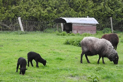 Hof Rüsch - Ferienhaus cottage