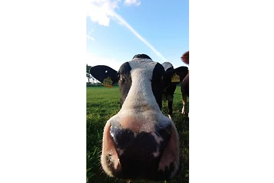 Vakantieappartement Gezinsvakantie Ihlow