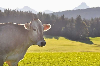 Ferienwohnung Bergblick **** m.