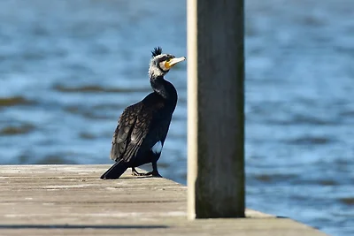 Royale Cube mit Dachterrasse.