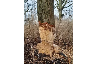 Vakantieappartement Gezinsvakantie Stechow-Ferchesar
