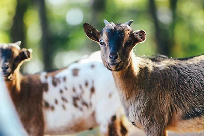 Appartamento Vacanza con famiglia Meppen