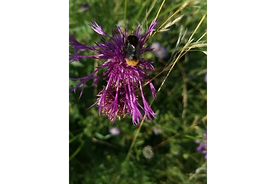 Appartamento Vacanza con famiglia Blankenheim