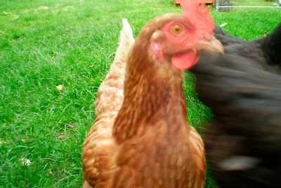 Ferienwohnung "Möwennest"