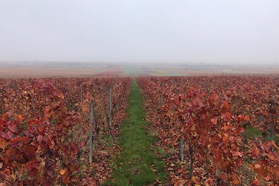 Fewo auf dem Weingut Huppert