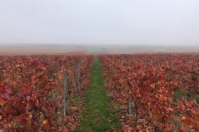Fewo auf dem Weingut Huppert
