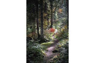 B2 Schwarzwald-Ferienwohnung